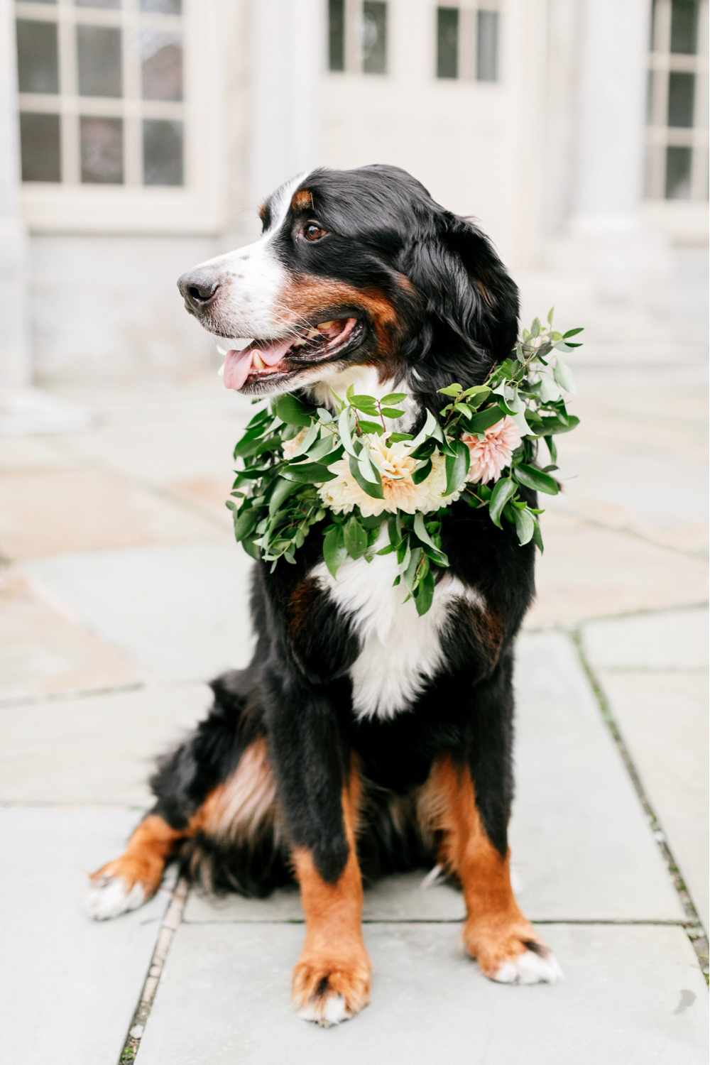 034 Dog Wedding Flowers Crown