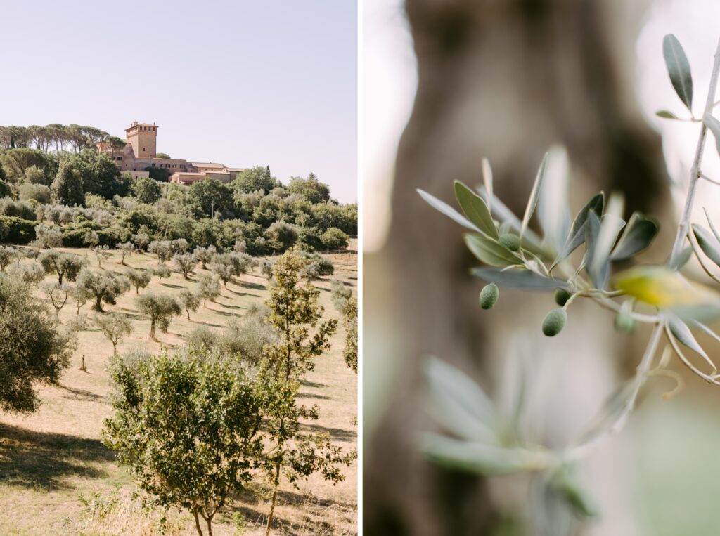 Olive tree fields in Tuscany, Italy by Emily Wren Photography