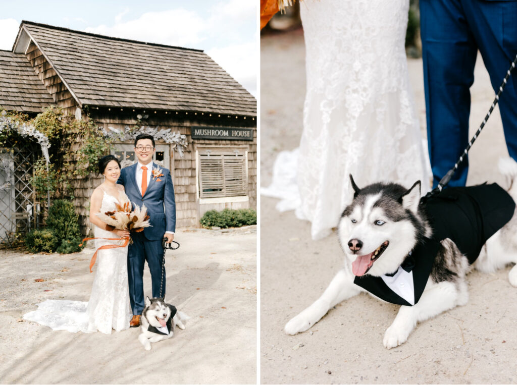 husky in a tux for owners wedding day