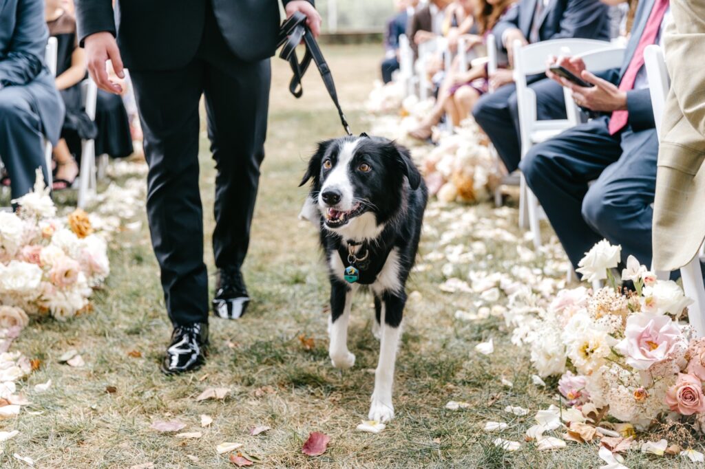 dog ring bearer at Philadelphia outdoor wedding ceremony by Emily Wren Photography