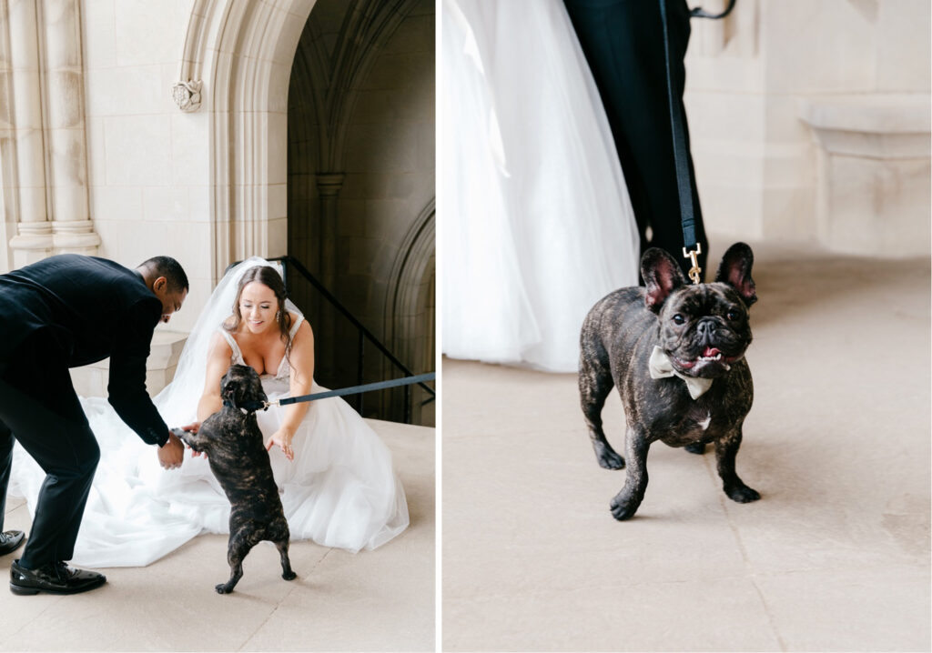 Bulldog ring bearer for Fall wedding day