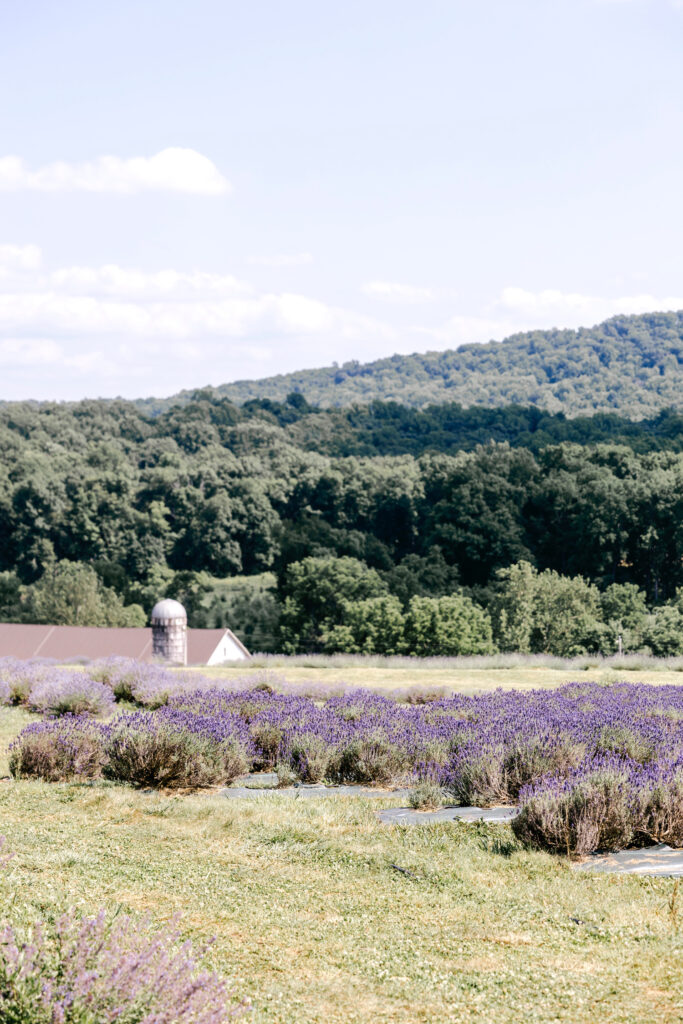 Warwick Furnace Farms Lavender Fields Pennsylvania Farm