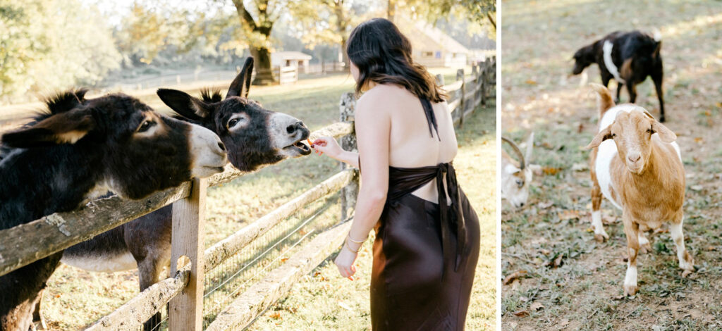 wedding guests feeding barn animals at The inn at Grace Winery