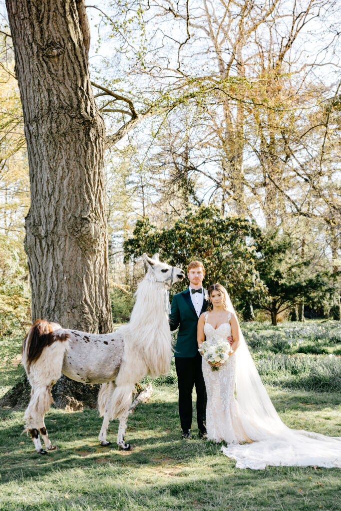 bride and groom with a llama on their whimsical wedding day in Philadelphia, Pennsylvania