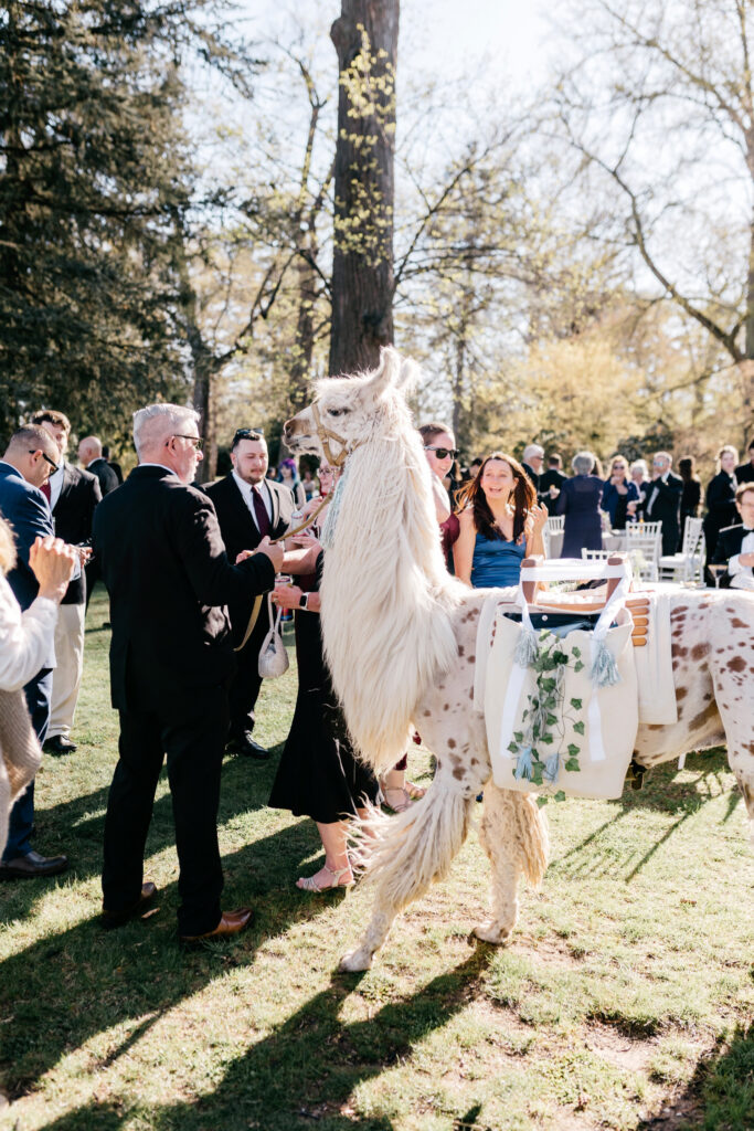 Llama at a Philadelphia cocktail hour at Glen Foerd Mansion